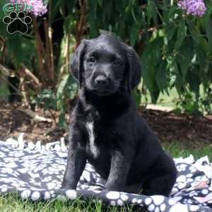 Jake, Golden Retriever Mix Puppy