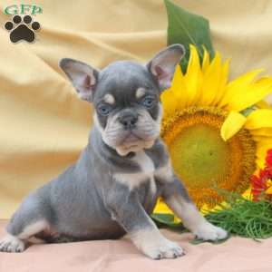 Jake, Frenchton Puppy