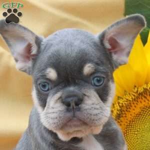 Jake, Frenchton Puppy
