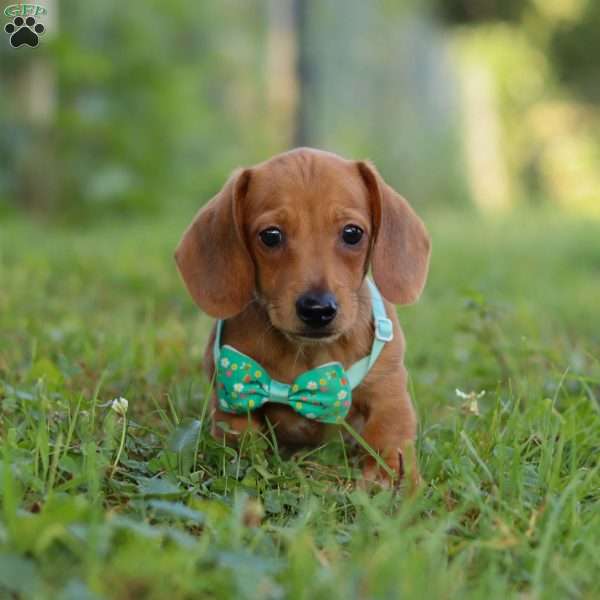Jake, Dachshund Puppy