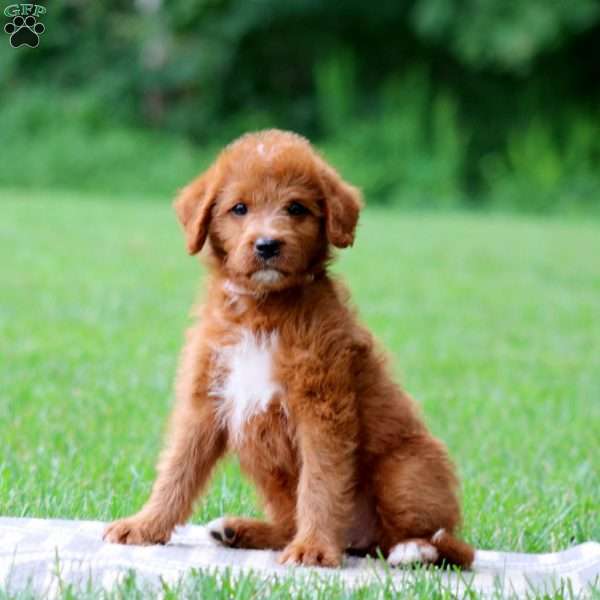 Jakira, Labradoodle Puppy