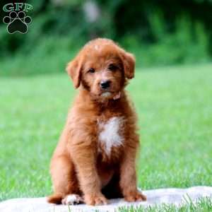 Jakira, Labradoodle Puppy