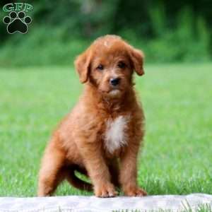 Jakira, Labradoodle Puppy