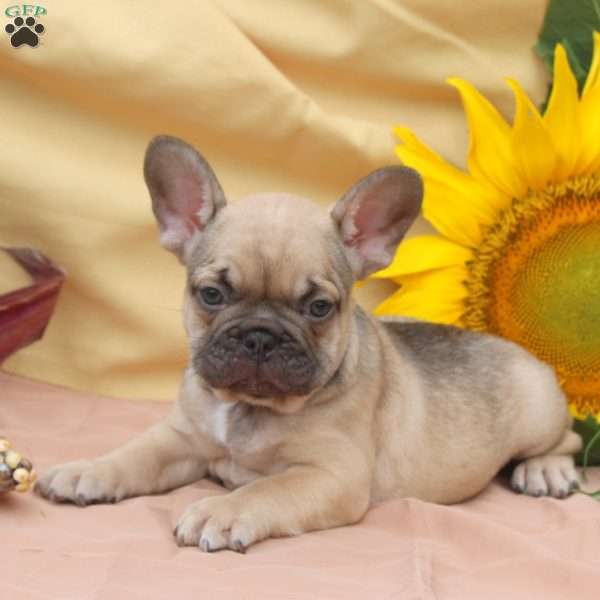 James, Frenchton Puppy