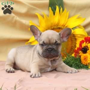 James, Frenchton Puppy