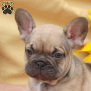James, Frenchton Puppy
