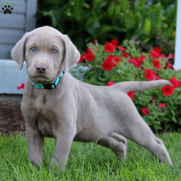 Jamie, Silver Labrador Retriever Puppy