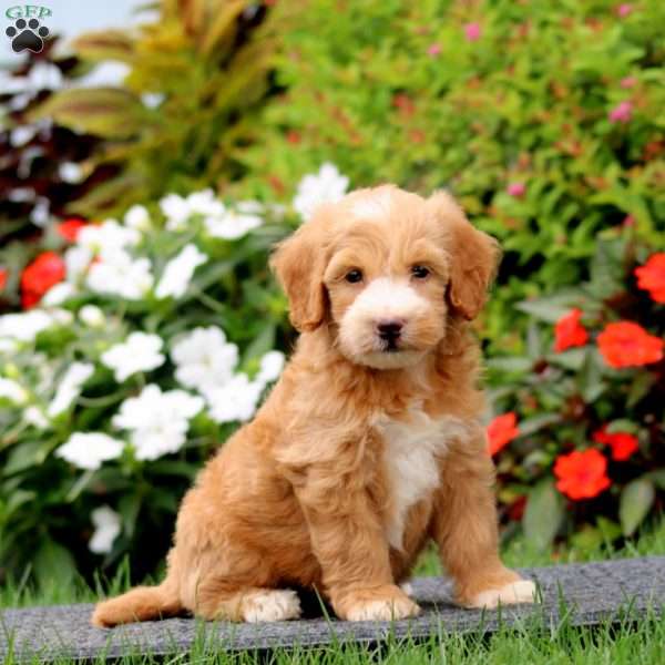 Jamie, Mini Goldendoodle Puppy