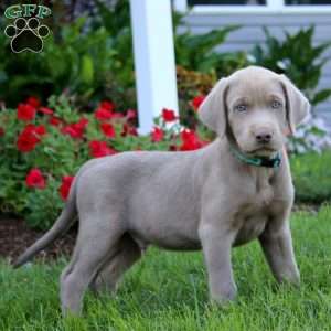 Jamie, Silver Labrador Retriever Puppy