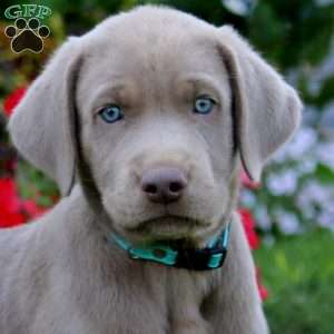 Jamie, Silver Labrador Retriever Puppy