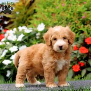 Jamie, Mini Goldendoodle Puppy