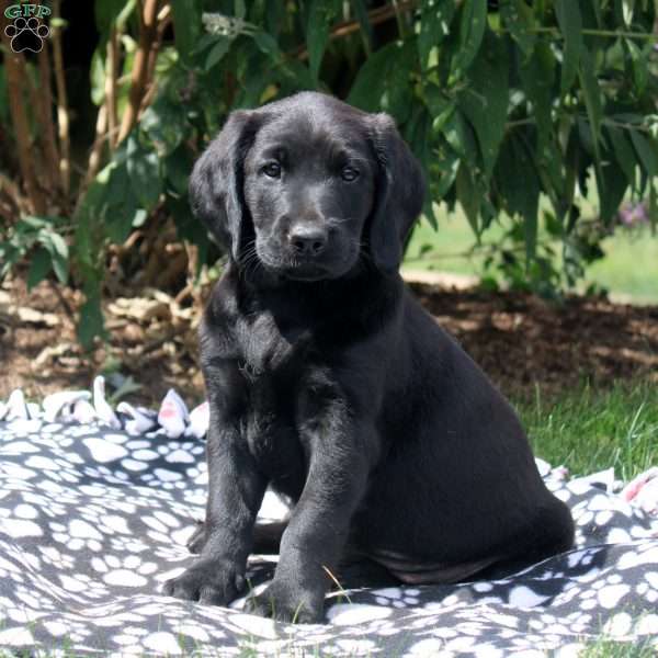 Jane, Golden Retriever Mix Puppy