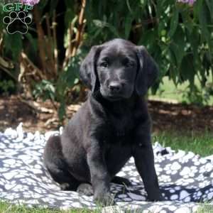 Jane, Golden Retriever Mix Puppy