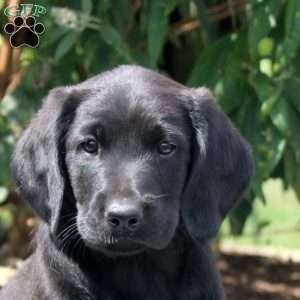 Jane, Golden Retriever Mix Puppy