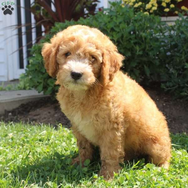 Janet, Mini Goldendoodle Puppy
