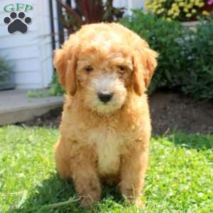 Janet, Mini Goldendoodle Puppy