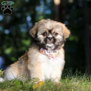 Janise, Lhasa Apso Puppy
