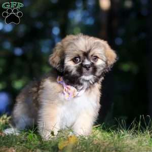Janise, Lhasa Apso Puppy