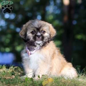 Janise, Lhasa Apso Puppy