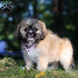 Janise, Lhasa Apso Puppy