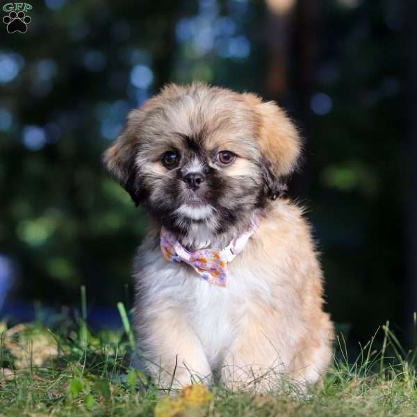 Janise, Lhasa Apso Puppy