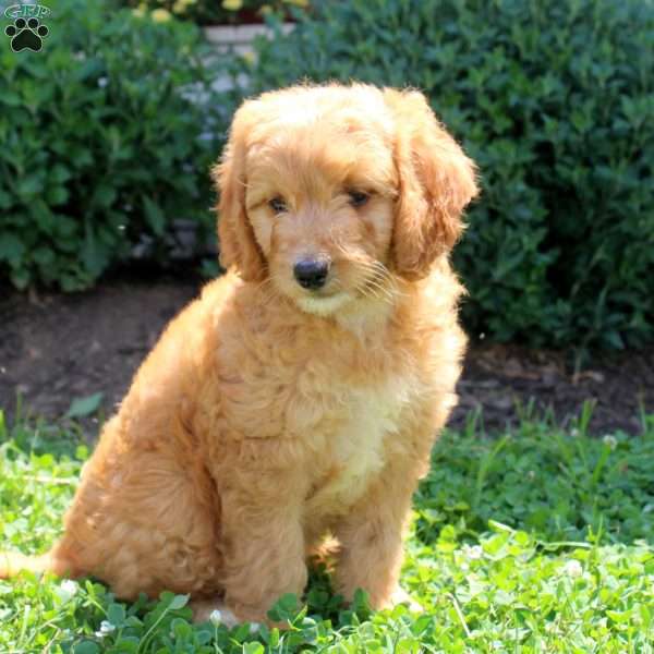 Jannessa, Mini Goldendoodle Puppy