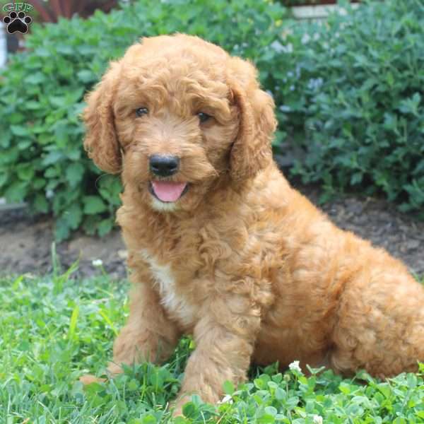 Japheth, Mini Goldendoodle Puppy