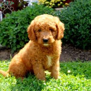 Japheth, Mini Goldendoodle Puppy