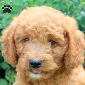 Japheth, Mini Goldendoodle Puppy