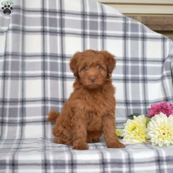 Jasmine, Mini Goldendoodle Puppy
