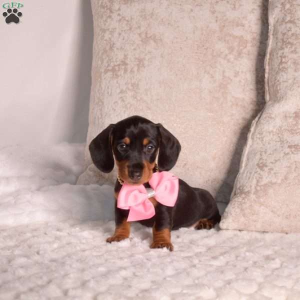 Jasmine-Mini, Dachshund Puppy