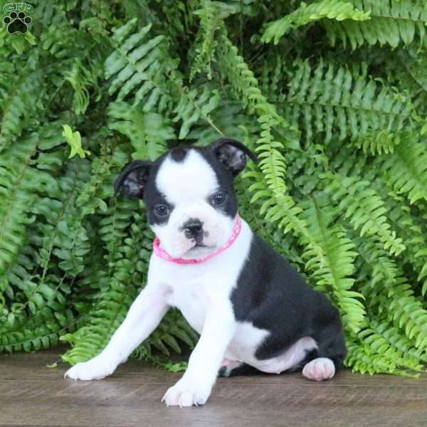 Jasmine, Boston Terrier Puppy