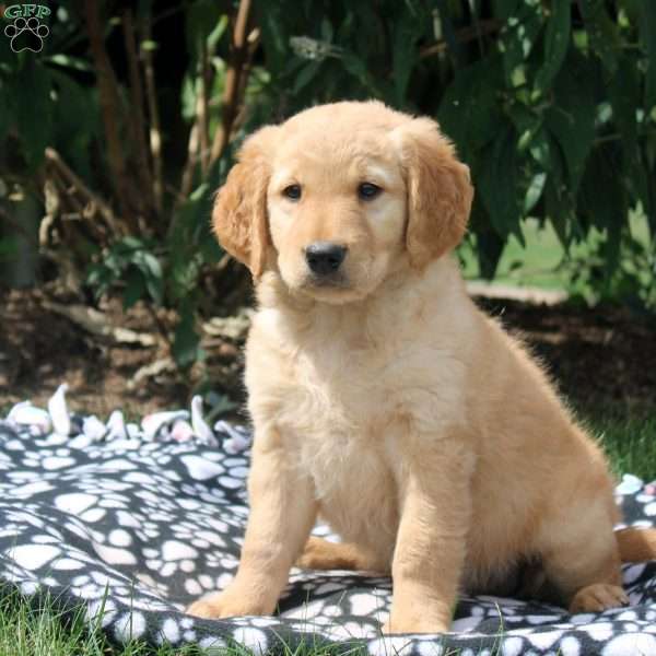 Jasmine, Golden Retriever Mix Puppy