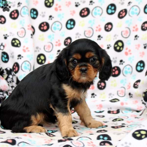 Jasmine, Cavalier King Charles Spaniel Puppy