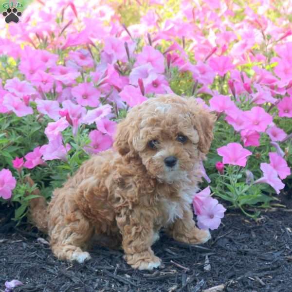 Jasmine, Cavapoo Puppy