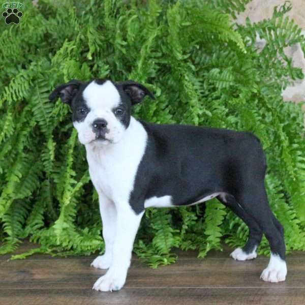Jasmine, Boston Terrier Puppy