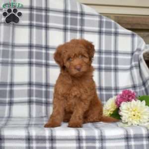 Jasmine, Mini Goldendoodle Puppy