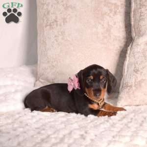 Jasmine-Mini, Dachshund Puppy
