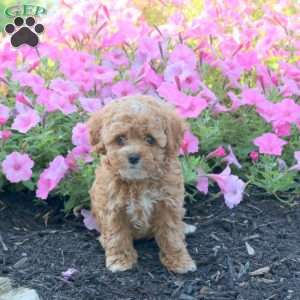 Jasmine, Cavapoo Puppy