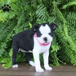 Jasmine, Boston Terrier Puppy