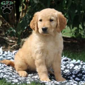 Jasmine, Golden Retriever Mix Puppy