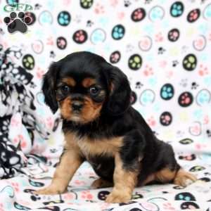 Jasmine, Cavalier King Charles Spaniel Puppy