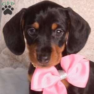 Jasmine-Mini, Dachshund Puppy