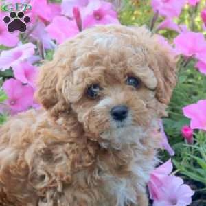 Jasmine, Cavapoo Puppy