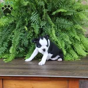 Jasmine, Boston Terrier Puppy