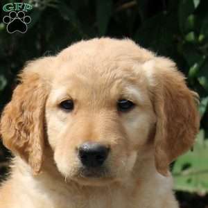Jasmine, Golden Retriever Mix Puppy