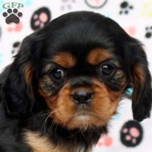 Jasmine, Cavalier King Charles Spaniel Puppy
