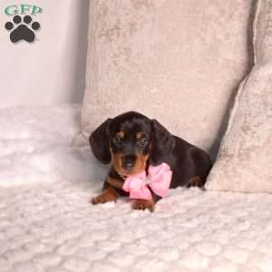 Jasmine-Mini, Dachshund Puppy