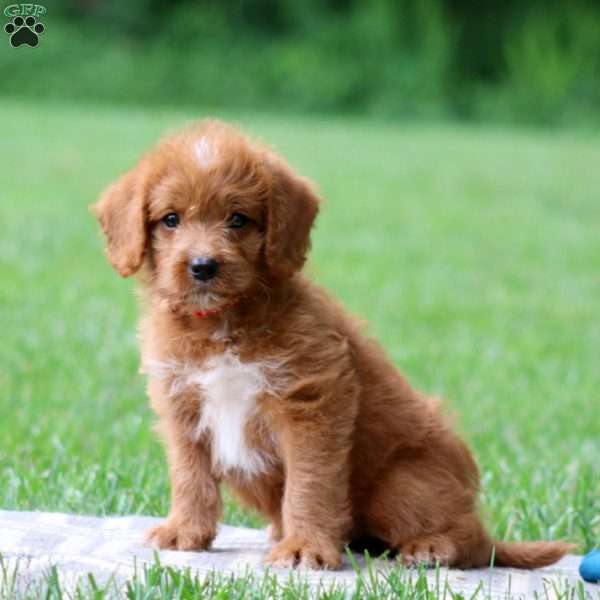 Jasmine, Labradoodle Puppy