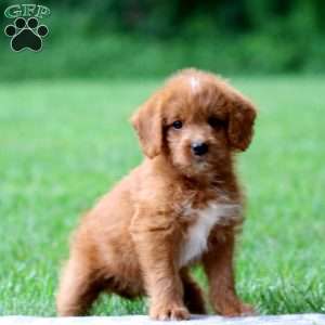 Jasmine, Labradoodle Puppy